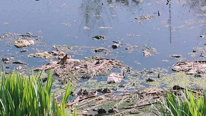 池塘觅食 嬉戏的小燕子