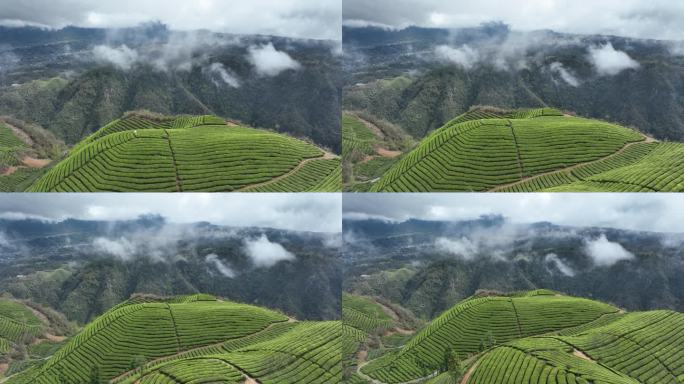 湖北恩施鹤峰木耳山茶园