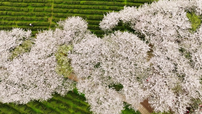 凤凰沟樱花9