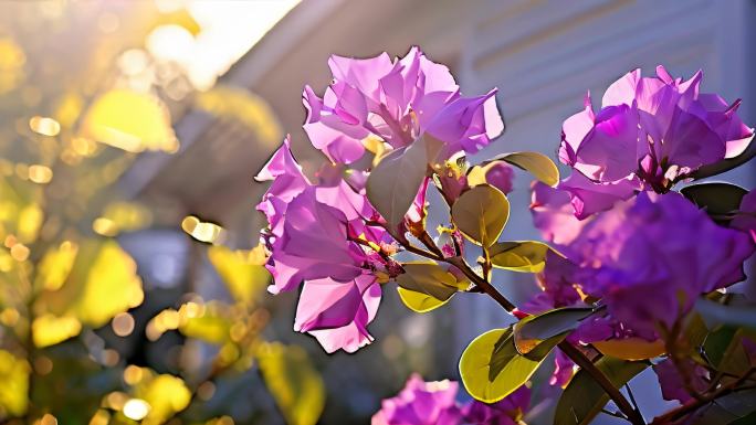 花朵合集 白色黄色野花菜花枝头树枝灌木2