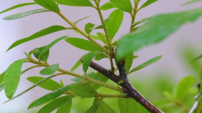 城市下暴雨下雨天雨水雨滴植物树叶子草木雨