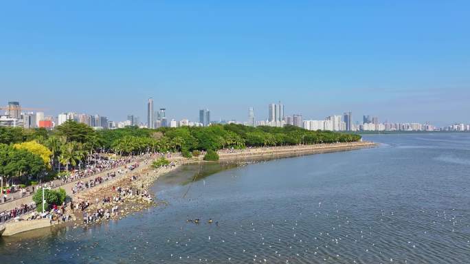 深圳湾公园候鸟观鸟人群航拍