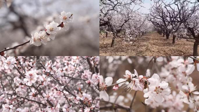 花 桃花 杏花 油菜花  春天 花开