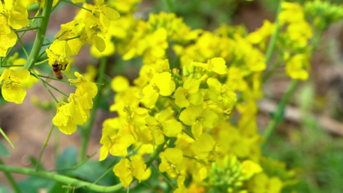 农村乡镇金黄油菜花田阳光花瓣飘落微缩采蜜