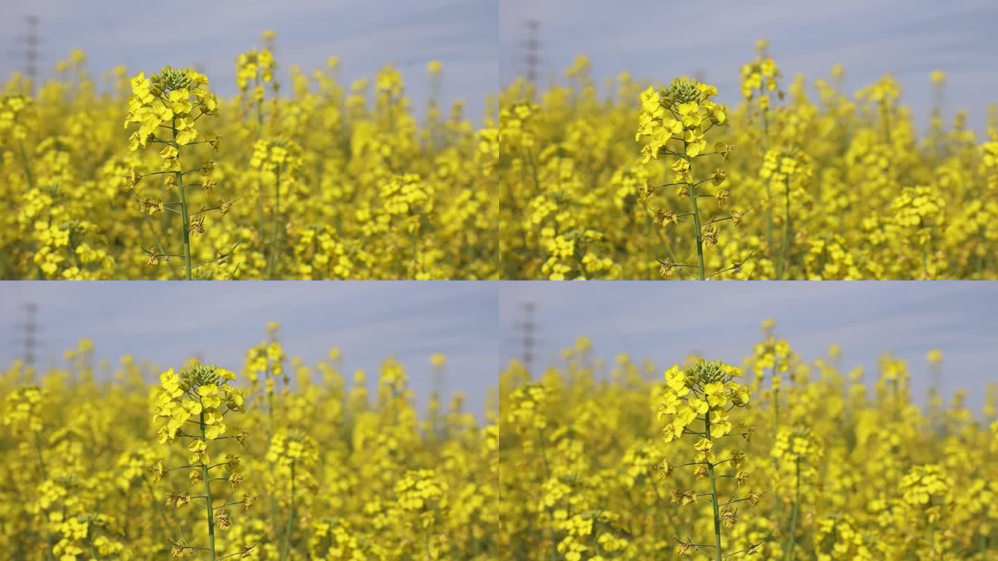 油菜花 花 油菜 春天 花卉  花朵