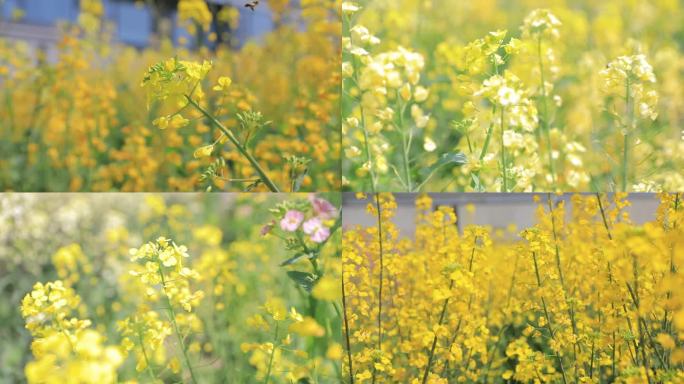 五常都市农园油菜花