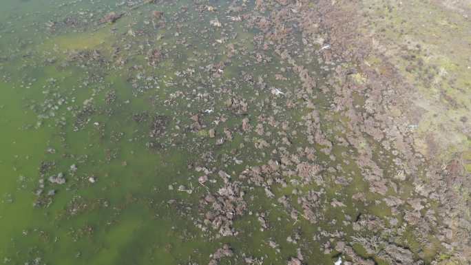 方冬天水域枯草湖泊湿地鸟类栖息