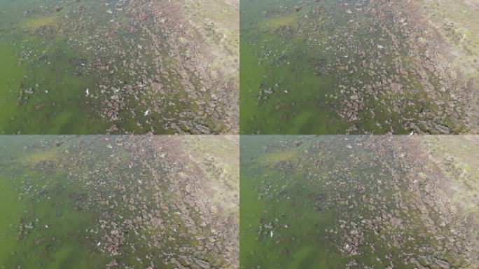 方冬天水域枯草湖泊湿地鸟类栖息