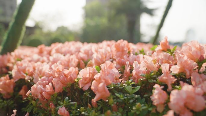 粉色花朵 园林花朵 唯美花园