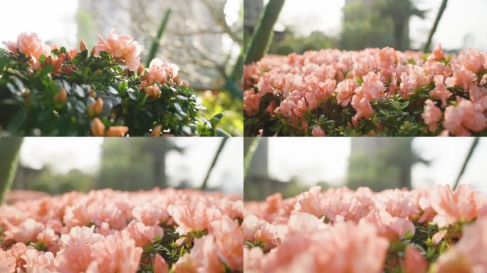 粉色花朵 园林花朵 唯美花园