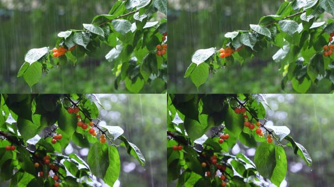 雨天的樱桃树