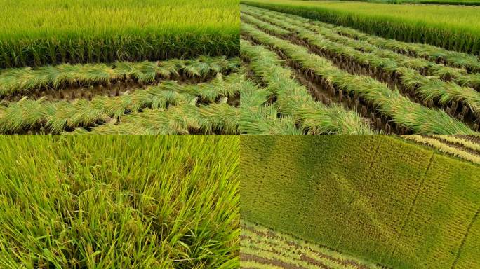 秋季水稻收割、稻田、整齐的水稻航拍实拍