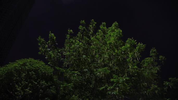 夜晚路灯微风吹过树叶素材