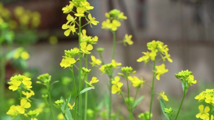 农村乡镇金黄油菜花田阳光花瓣飘落微缩景