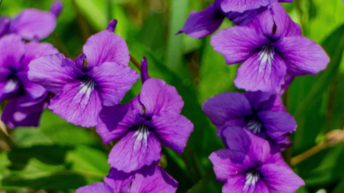 野花紫色春天