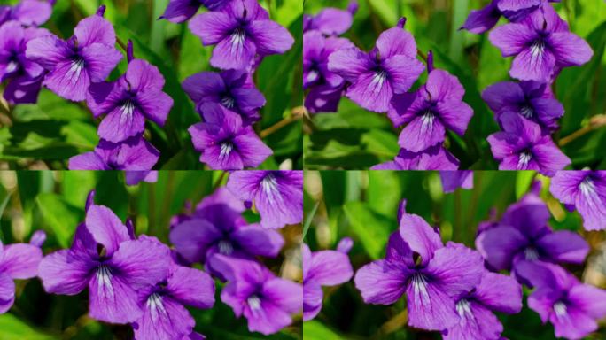野花紫色春天
