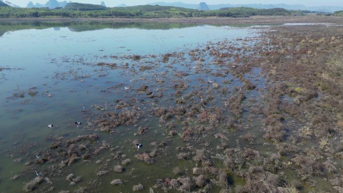 方冬天水域枯草湖泊湿地鸟类栖息