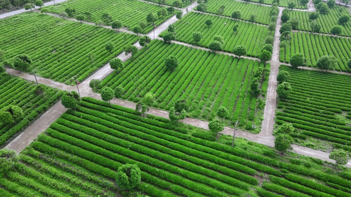 高角度拍茶园