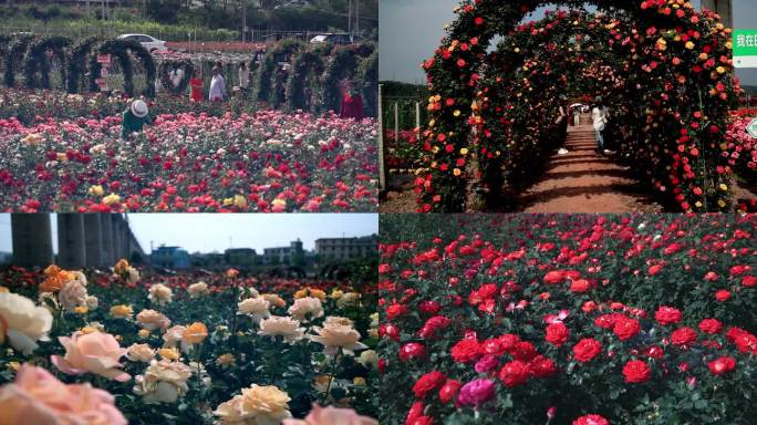 月季花种植基地 赏花人群 月季园