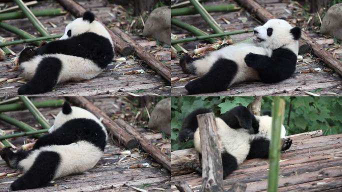 国宝熊猫宝宝嬉戏玩耍