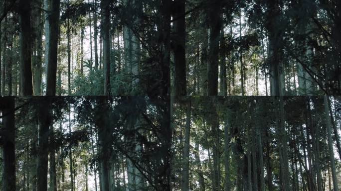 原始森林空镜 寂静的森林  大树 环境