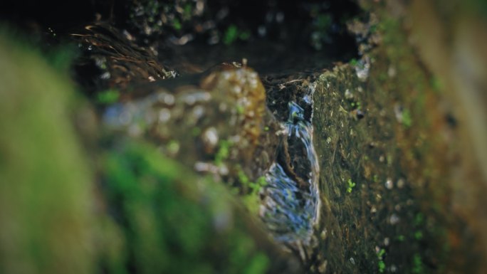 森林苔藓春雷春雨春天绿植雨滴水滴2609