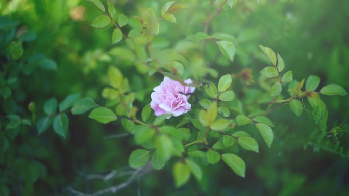 蔷薇花 多彩 月季花 缤纷 月季园 盛放