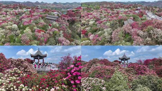 贵州毕节百里杜鹃花海普底