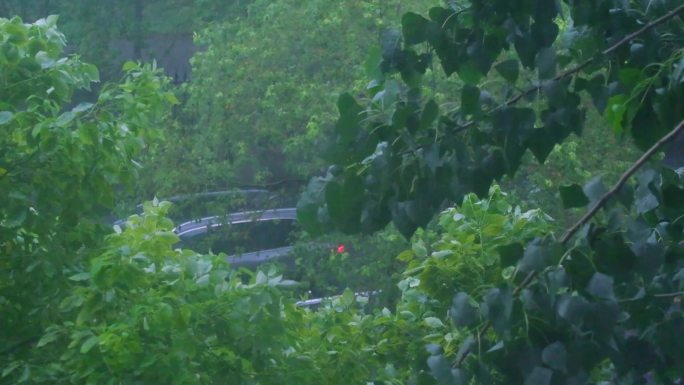 城市下暴雨下雨天雨水雨滴植物树叶子树木雨