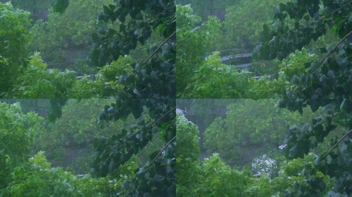 城市下暴雨下雨天雨水雨滴植物树叶子树木雨