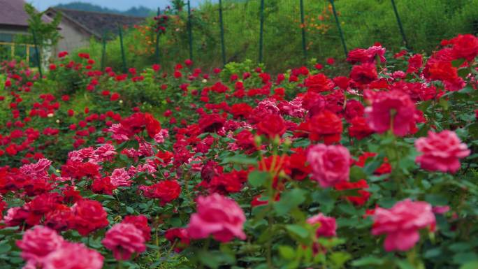 月季花玫瑰花