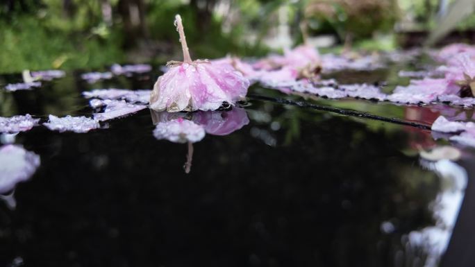 下雨天雨水打湿凋零花瓣升格长镜头