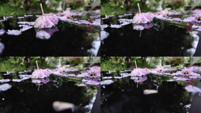 下雨天雨水打湿凋零花瓣升格长镜头