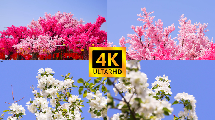 【4K】春暖花开樱花盛开漫山樱花朵朵樱花
