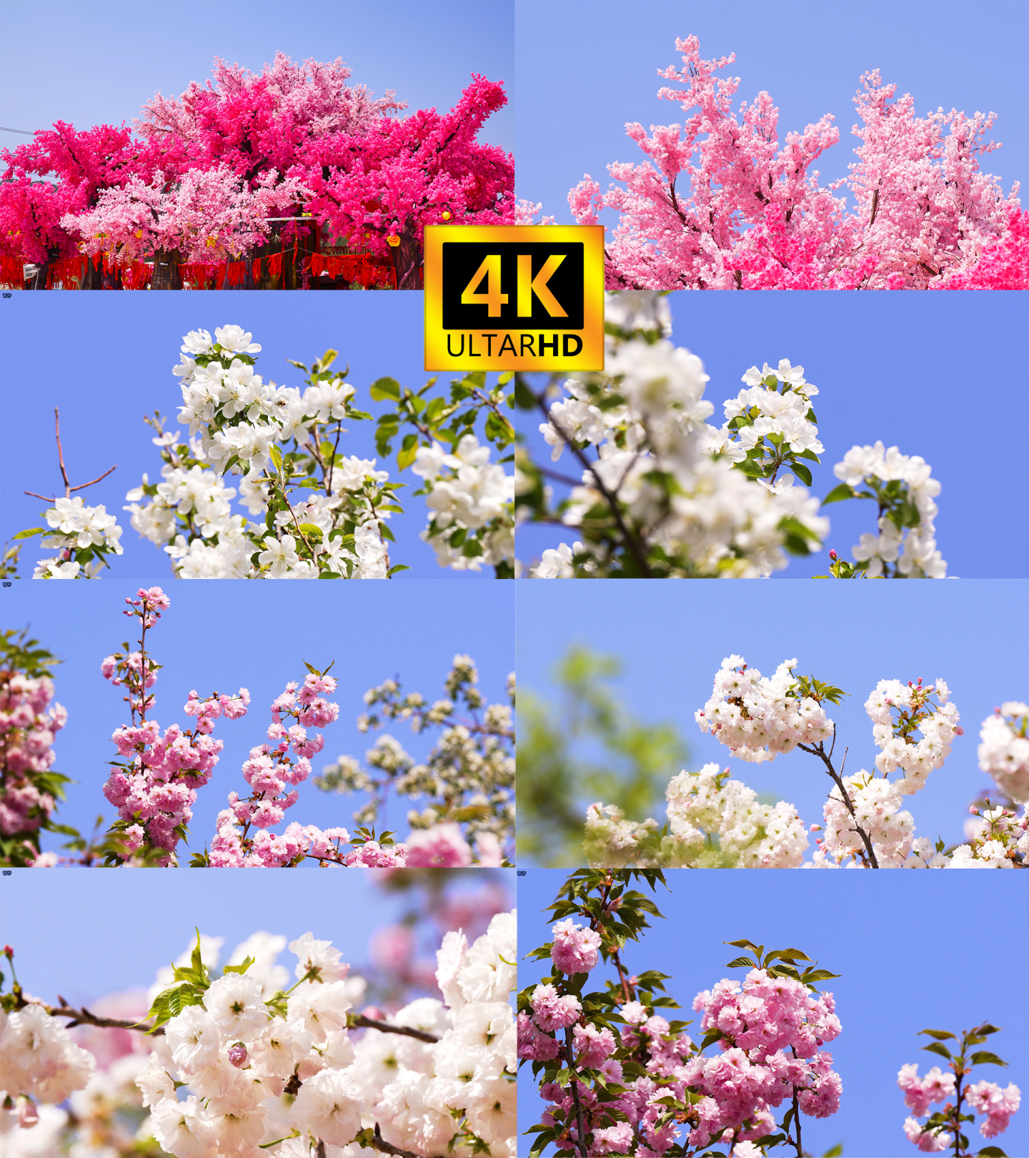 【4K】春暖花开樱花盛开漫山樱花朵朵樱花