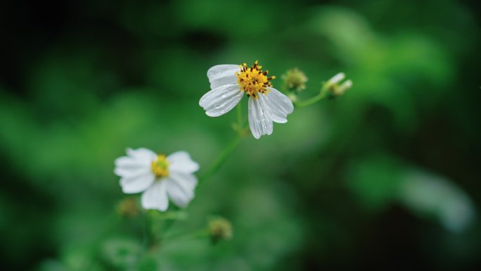 白花鬼针草开花春雷春雨春天绿植2534