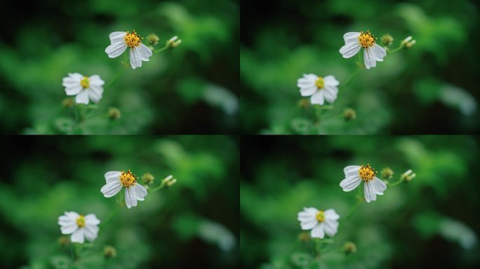 白花鬼针草开花春雷春雨春天绿植2534