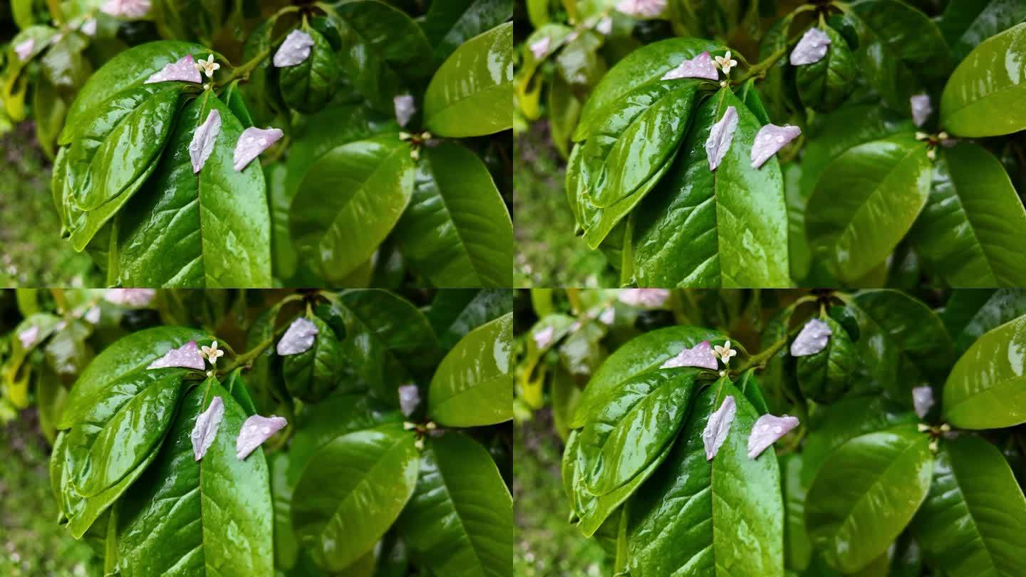下雨天雨水打湿树叶花瓣掉落升格长镜头