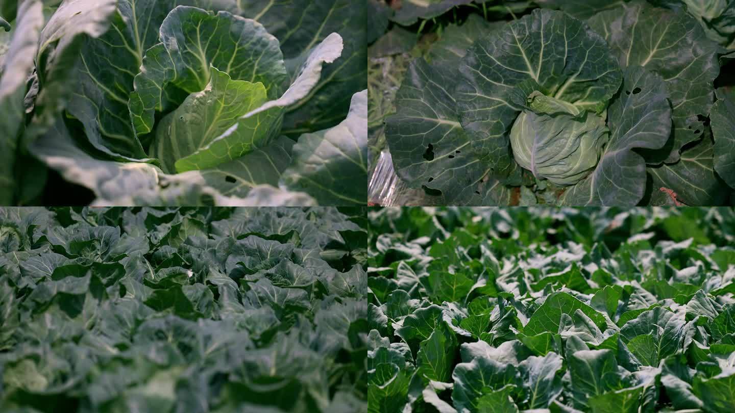 卷心菜 绿色蔬菜 蔬菜种植