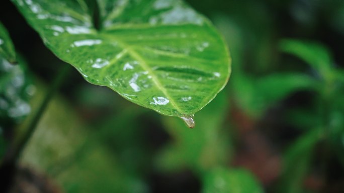 春雷春雨春天绿植雨滴露水水滴2544