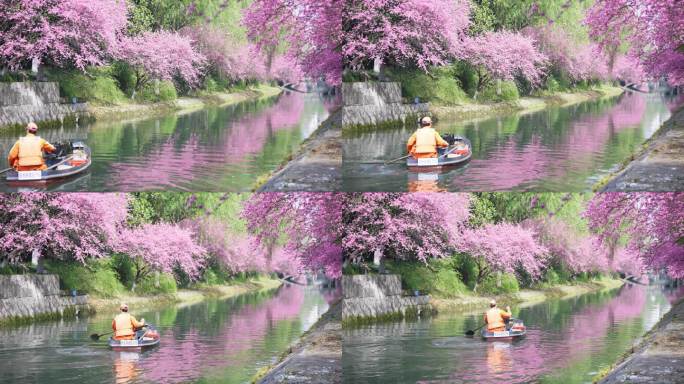 环卫工人在开满桃花的河里清理垃圾