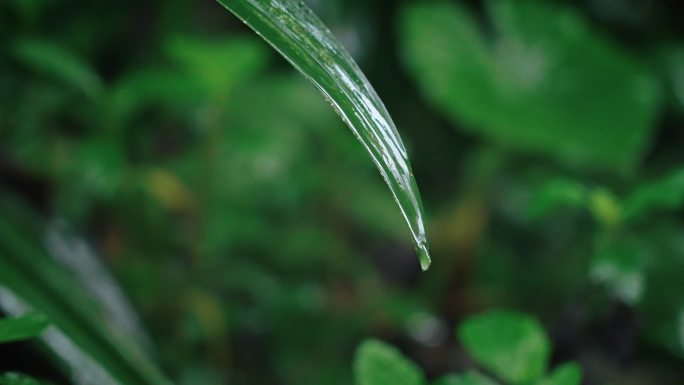 春雷春雨春天绿植雨滴露水水滴2543