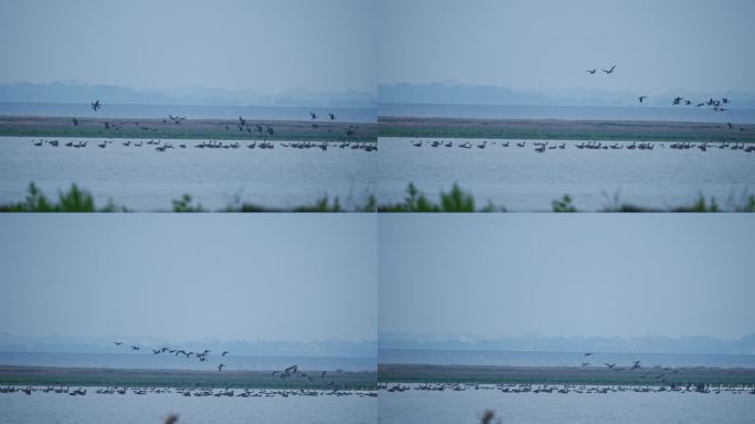 鄱阳湖旁候鸟