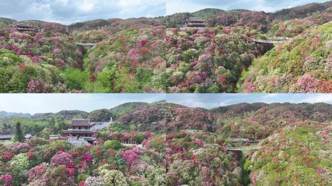 贵州毕节百里杜鹃花海金坡