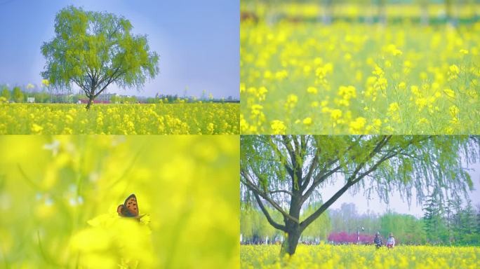 油菜花唯美