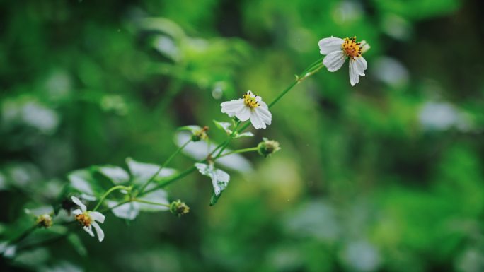 白花鬼针草开花春雷春雨春天绿植2553