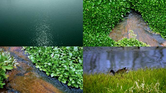 小溪 河流 青草 河边