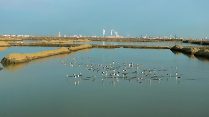 4K航拍湿地候鸟栖息觅食飞翔