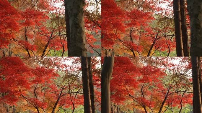 秋天树林和红枫叶
