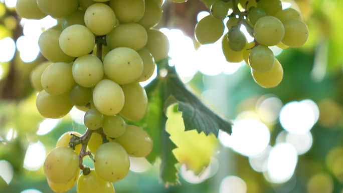 青提仙人指葡萄种植基地农业
